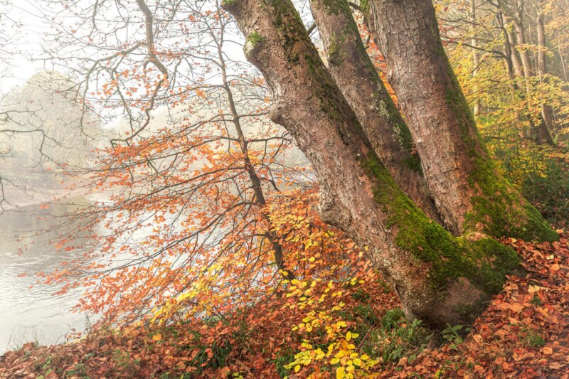 Image of Drift in Fall by Noel Fenech Photography